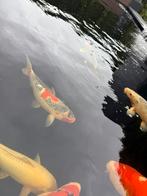 Goshiki, Dieren en Toebehoren, Vissen | Vijvervissen, Karper of Koi
