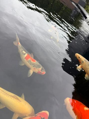 Goshiki beschikbaar voor biedingen