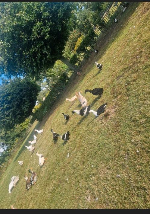 Mooie grote boeren eenden., Dieren en Toebehoren, Pluimvee, Eend, Meerdere dieren