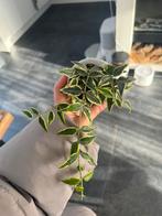 Hoya bella anneke buis stekken, Ophalen of Verzenden, Halfschaduw, Minder dan 100 cm