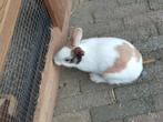 Konijn, Dieren en Toebehoren, Konijnen, Mannelijk, Dwerg