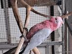 Rose kaketoe, Dieren en Toebehoren, Vogels | Parkieten en Papegaaien, Vrouwelijk, Papegaai, Geringd