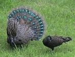 Div.soorten-Fazanten-Duiven-Pauwen-Eenden-Kippen-leghennen.., Meerdere dieren, Tropenvogel, Geringd