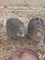 Chinese dwergkwartiel, Ophalen