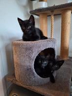 Kittens, Dieren en Toebehoren, Katten en Kittens | Overige Katten, Meerdere dieren