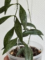 Hoya parviflora, Huis en Inrichting, Kamerplanten, Ophalen of Verzenden, Halfschaduw, Minder dan 100 cm