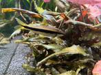 Siamese algeneter / aquariumvissen, Dieren en Toebehoren, Vissen | Aquariumvissen, Vis, Zoetwatervis, Schoolvis