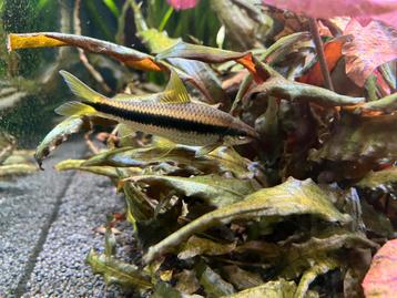 Siamese algeneter / aquariumvissen beschikbaar voor biedingen