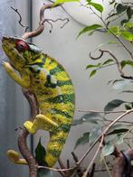 furcifer pardalis nosy mitsio, Dieren en Toebehoren, Reptielen en Amfibieën, 0 tot 2 jaar
