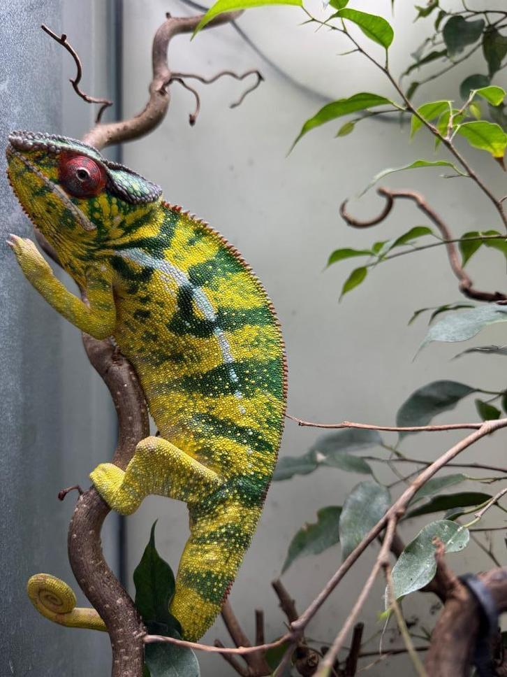 furcifer pardalis nosy mitsio