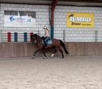 Talentvolle 4 jarige stamboek merrie, Dieren en Toebehoren, Paarden, Merrie, 165 tot 170 cm, Dressuurpaard, 3 tot 6 jaar