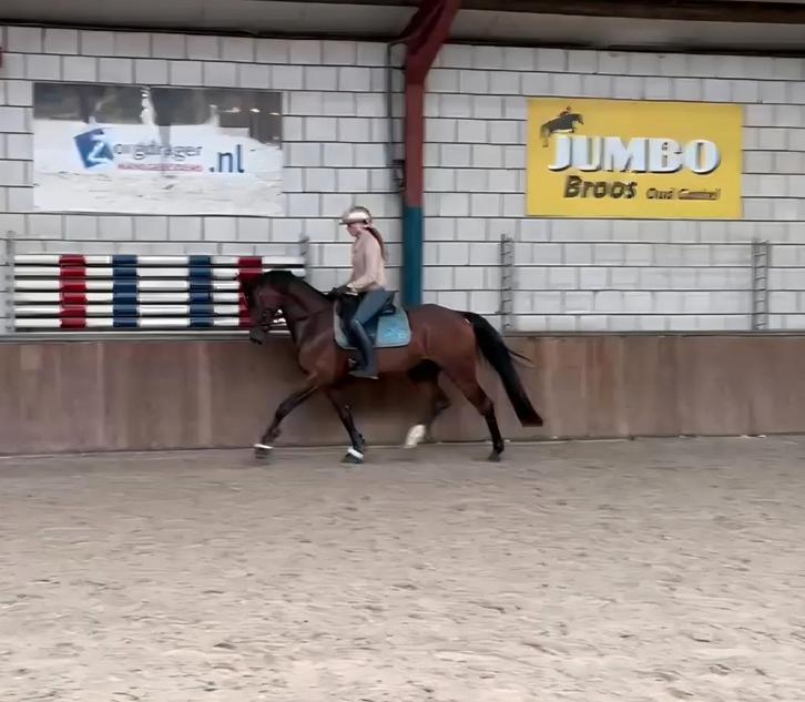 Talentvolle 4 jarige stamboek merrie, Dieren en Toebehoren, Paarden, Merrie, 165 tot 170 cm, 3 tot 6 jaar, Dressuurpaard