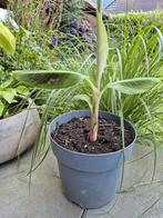 Tuinplant, banaan, plant, Ophalen, Zomer, Overige soorten