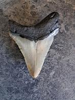 Megalodon Tand- USA- South Carolina ORIGINEEL	9.0x6.7x1.6	cm, Ophalen of Verzenden, Fossiel