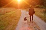Zoekt U nog (vakantie) oppas voor uw hond ?, Ophalen, Nieuw