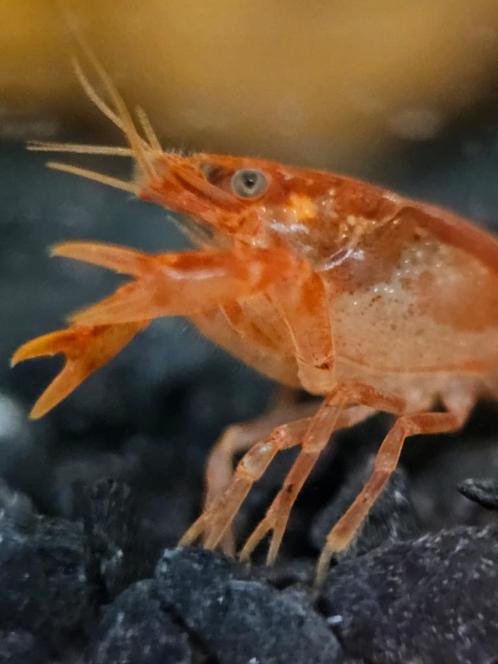 Cpo kreeft| cambarellus patzcuarensis, Dieren en Toebehoren, Vissen | Aquariumvissen, Zoetwatervis, Kreeft, Krab of Garnaal, Schoolvis