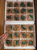Betaalbare ruwe malachiet | super mooi | in cadeauverpakking, Ophalen of Verzenden, Mineraal