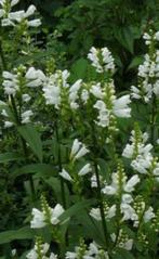 Physostegia virginiana 'Summer Snow', Ophalen of Verzenden, Zomer, Overige soorten, Volle zon