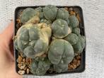 Lophophora Williamsii, Mescaline, Cactus, Peyote, Stek, Huis en Inrichting, Kamerplanten, Verzenden, Cactus, Minder dan 100 cm