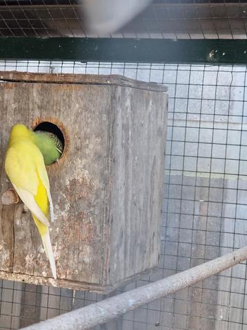 3 Jonge gras parkieten in buiten volière van 17-4-25, + meer beschikbaar voor biedingen