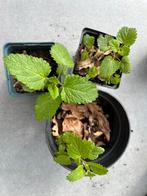 Citroen melisse, Tuin en Terras, Planten | Tuinplanten, Vaste plant, Ophalen of Verzenden, Halfschaduw, Kruiden