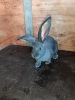 Mooie lieve blauwe Vlaamse reus, Dieren en Toebehoren, Mannelijk, Groot, 0 tot 2 jaar