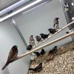 Japanse meeuwtjes koppels, Dieren en Toebehoren, Vogels | Overige Vogels, Meerdere dieren