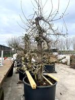 Unieke 60-jarige Saint-Remy (stoof)perenbomen Zuid-Holland, Tuin en Terras, Planten | Fruitbomen, Lente, Volle zon, Perenboom