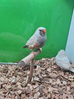 Te koop koppel charcoal masker roodoogen van 2024, Dieren en Toebehoren, Meerdere dieren