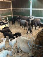 Te koop schapen met lammeren, Dieren en Toebehoren, Schapen, Geiten en Varkens, Meerdere dieren, Schaap