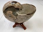 Nautilus groot., Verzamelen, Mineralen en Fossielen, Ophalen of Verzenden, Mineraal