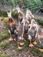 Indische Loopeenden Raszuiver, Dieren en Toebehoren, Mannelijk, Eend