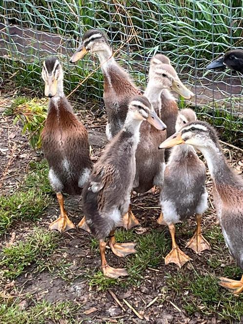 Indische Loopeenden Raszuiver, Dieren en Toebehoren, Pluimvee, Eend, Mannelijk