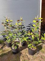 Zeldzame Tulpenboom Magnolia grandiflora double nantais, Tuin en Terras, Planten | Bomen, In pot, Zomer, Overige soorten, Volle zon