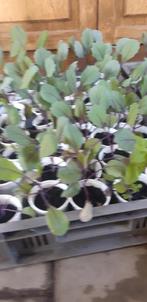 groente plantjes, Tuin en Terras, Planten | Tuinplanten, Ophalen, Volle zon, Groenteplanten, Eenjarig