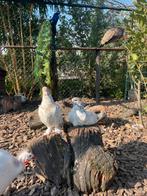 Romeinse duiven, Dieren en Toebehoren, Vogels | Duiven, Meerdere dieren