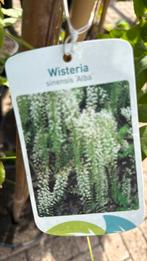 Wisteria’s of blauweregen 150cm plus geent drie kleuren, Ophalen, Vaste plant, Halfschaduw, Klimplanten