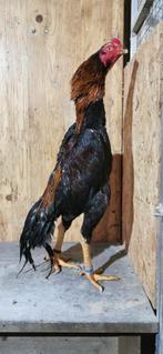 O Shamo, Dieren en Toebehoren, Pluimvee, Mannelijk, Kip