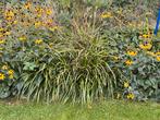Prachtige Vaste Planten voor uw Tuin, Volle zon, Vaste plant, Zomer, Ophalen