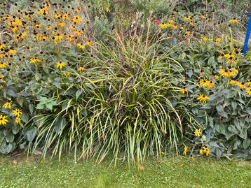 Prachtige Vaste Planten voor uw Tuin beschikbaar voor biedingen