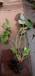 Ananasaardbei, pineberrie, moestuin, moestuinplant, winterha, Ophalen of Verzenden