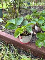 Jonge aardbei plantjes, Tuin en Terras, Planten | Tuinplanten, Ophalen, Volle zon