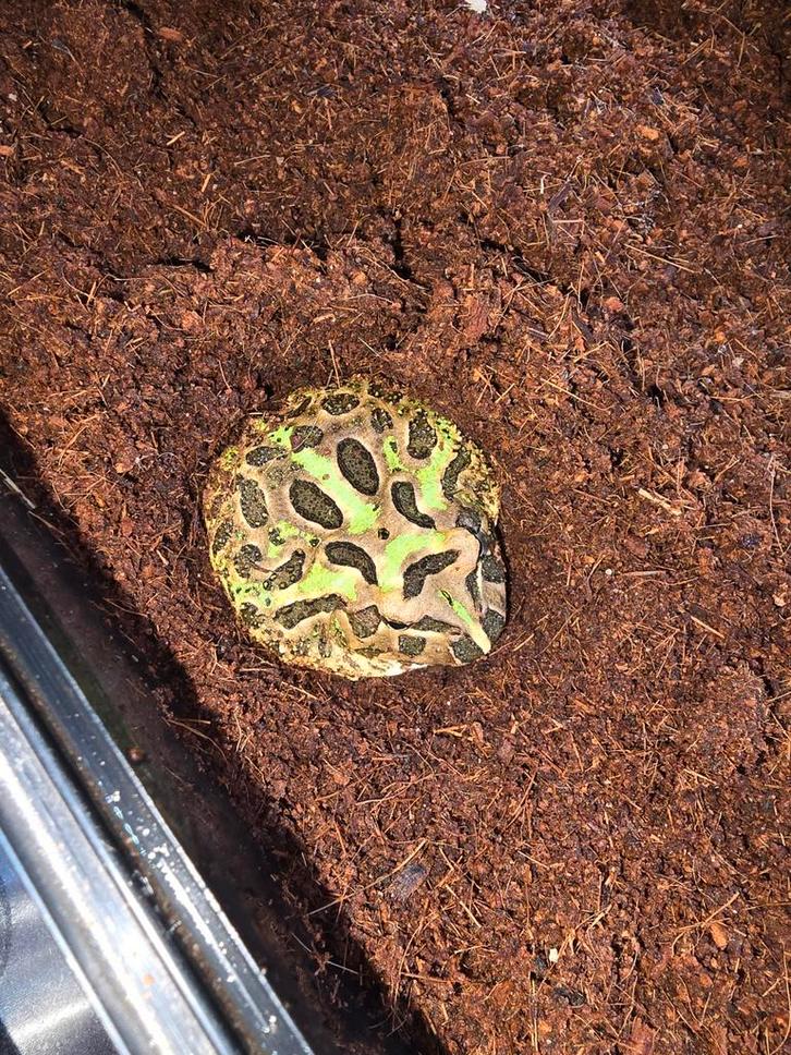 Pacman kikker (ceratophryus cranwelli)