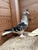 Takla, Meerdere dieren, Tuimelaar of Roller