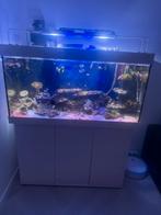 Juwel zeeaquarium, Dieren en Toebehoren, Ophalen of Verzenden, Zo goed als nieuw, Gevuld zeewateraquarium
