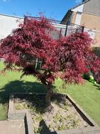 Japanse esdoorn, Tuin en Terras, Planten | Bomen, Ophalen, Halfschaduw, Overige soorten, Lente
