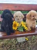 Leuke speelse havapoo pups te koop., Dieren en Toebehoren, Poedel, CDV (hondenziekte), 8 tot 15 weken, Meerdere