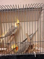 Koppel valkparkieten, pale fallow, Dieren en Toebehoren, Vogels | Parkieten en Papegaaien, Meerdere dieren, Parkiet