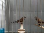 Bichenow astrildes, Dieren en Toebehoren, Vogels | Overige Vogels, Meerdere dieren, Tropenvogel, Geringd