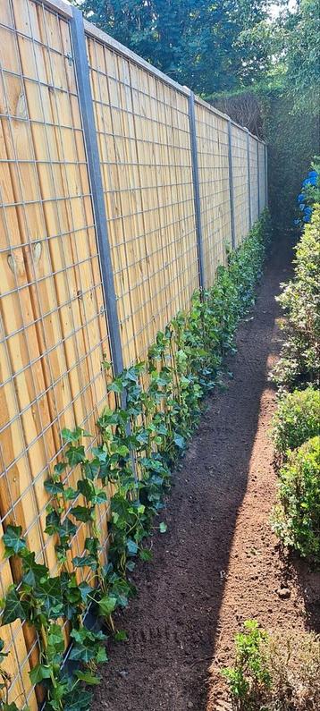 Haag/Heg aanplanten ❗️ beschikbaar voor biedingen